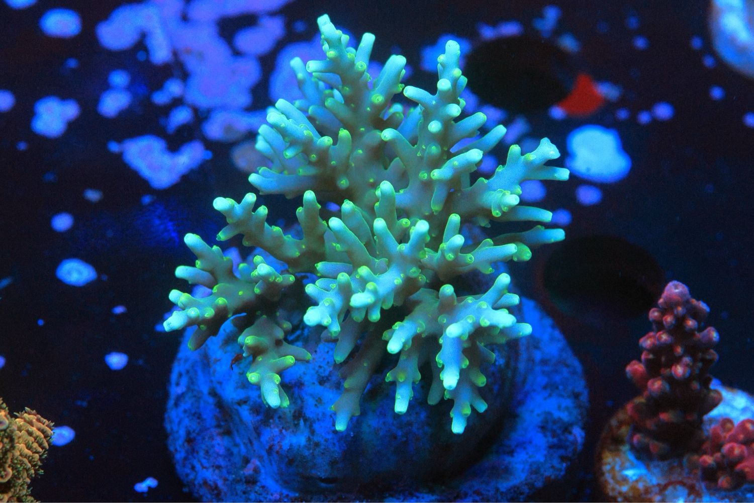 Green Dragon Acro