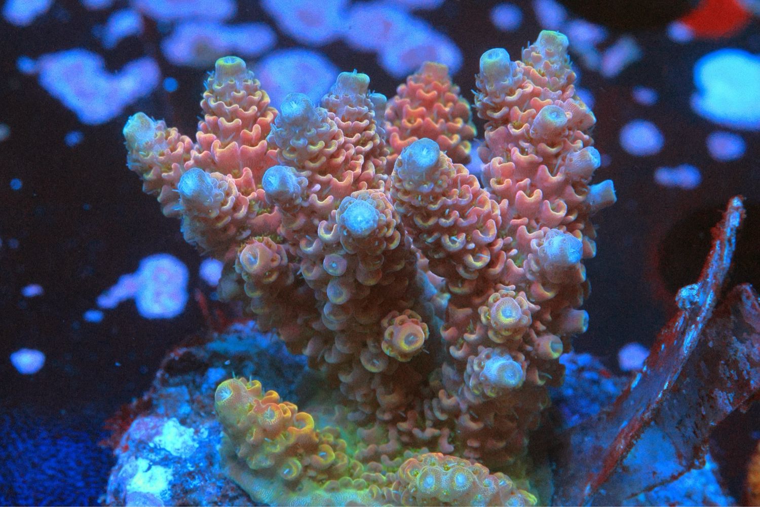 Red Hyacinthus (tabling Acro)