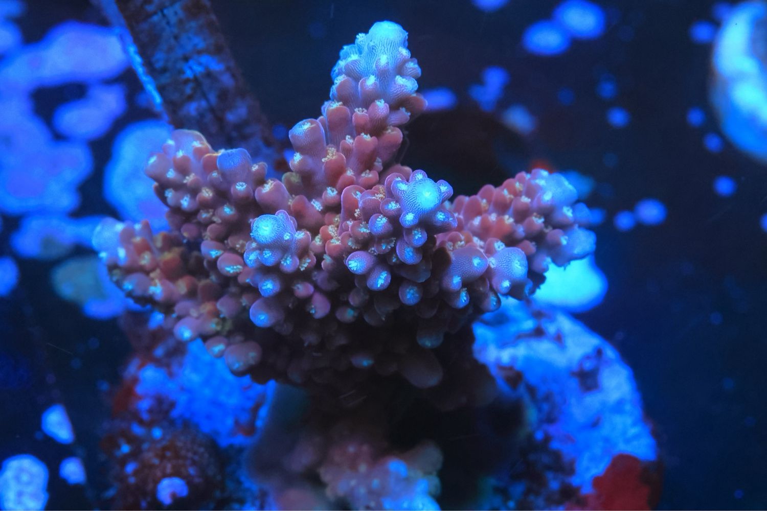 Rainbow Divaricata