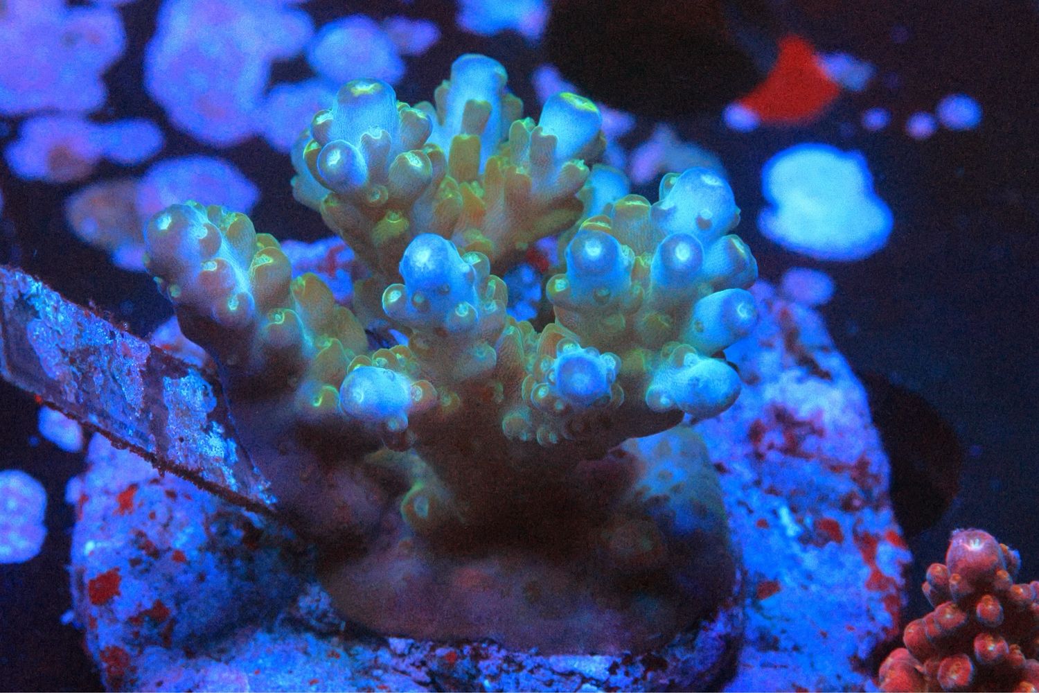 Blue Efflorecens (tabling Acro)
