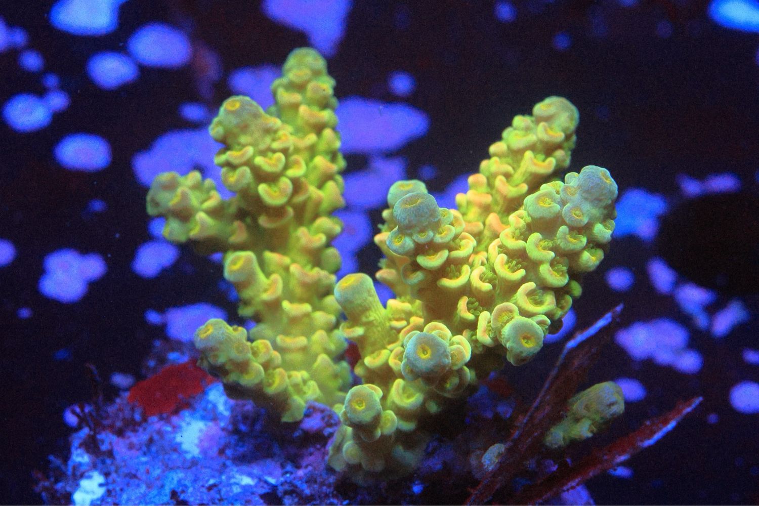 Golden Bifaria (tenuis)