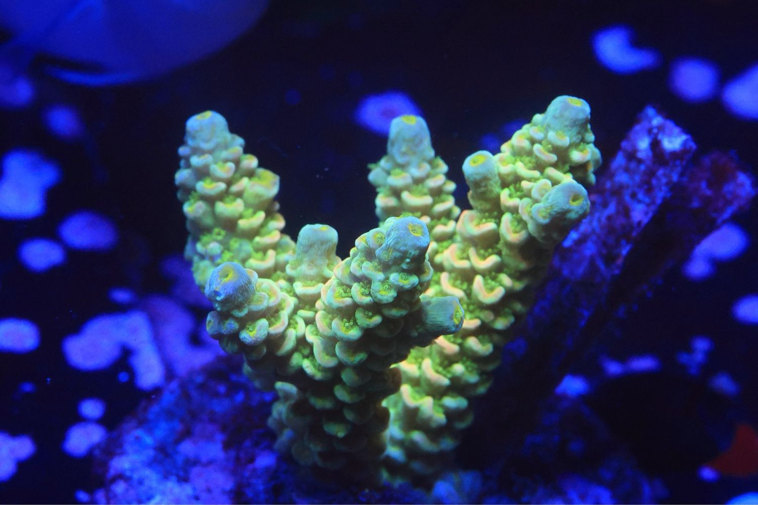 Golden Bifaria (tenuis)
