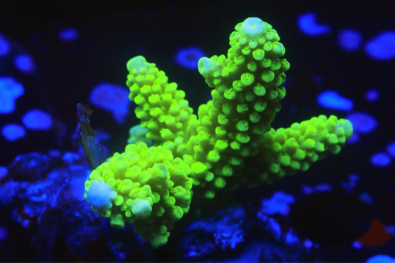 Neon Green Stag (extremely Bright W/ Pale Blue Tips)