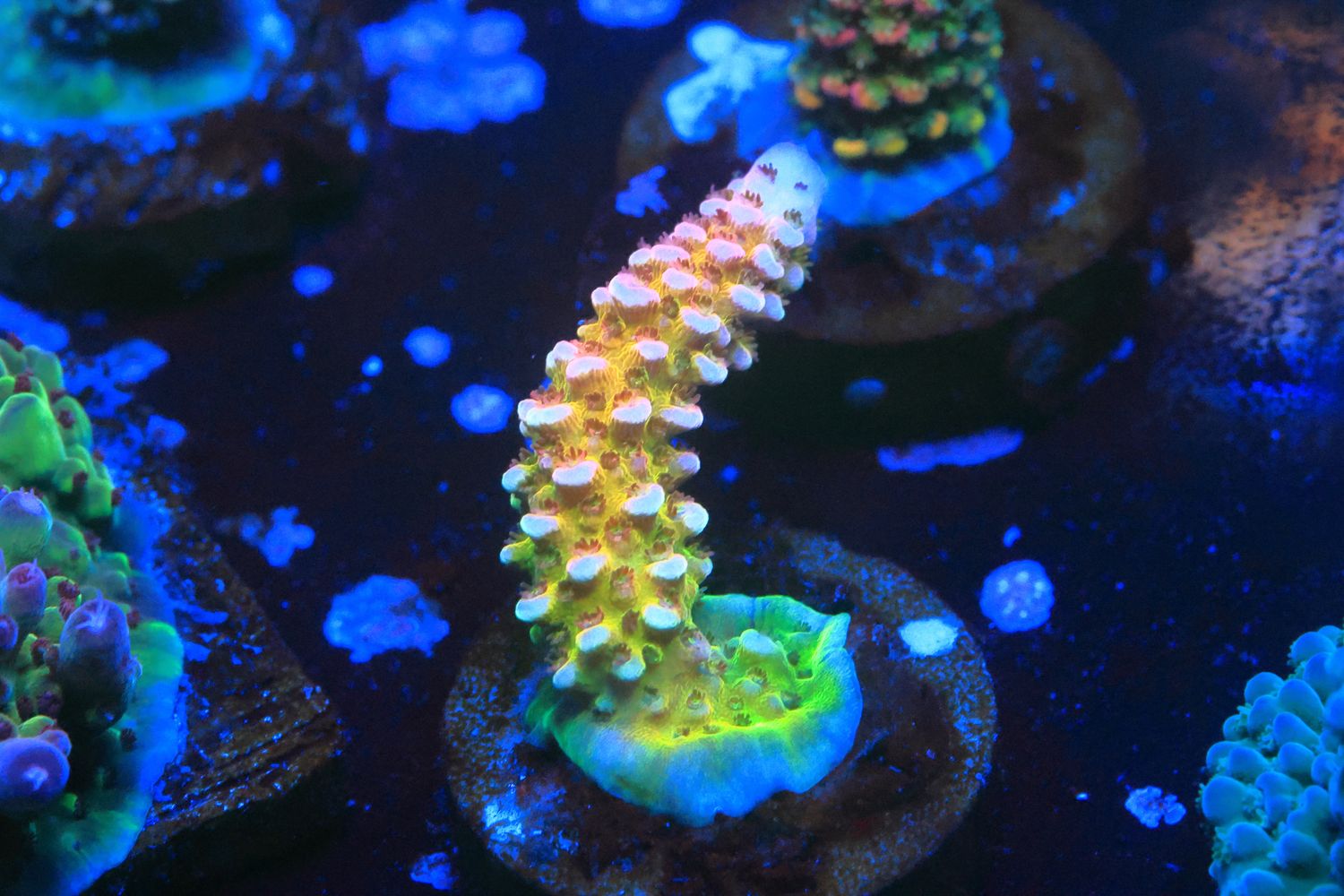 Zoom! Acro WYSIWYG