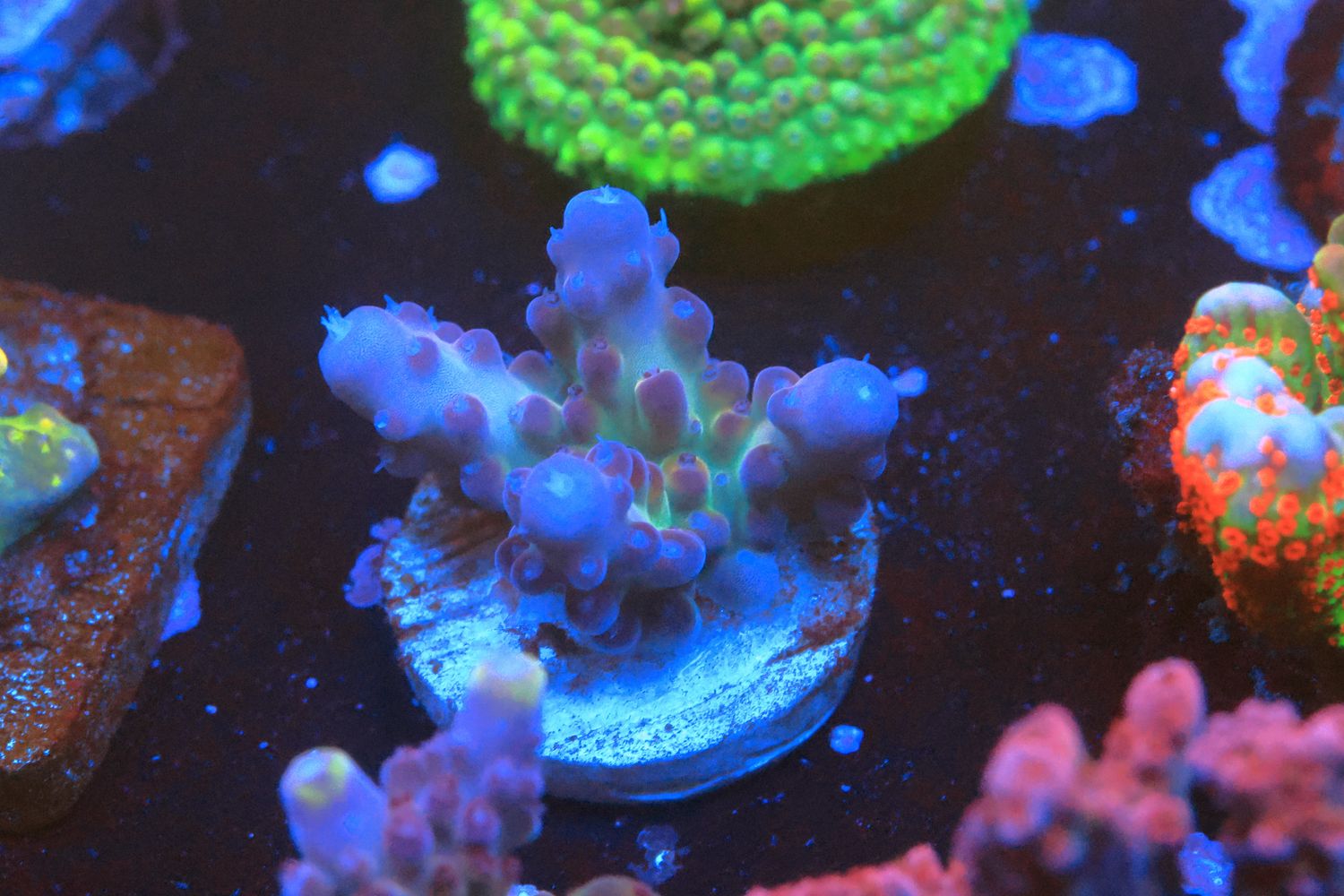 Rainbow Granulosa