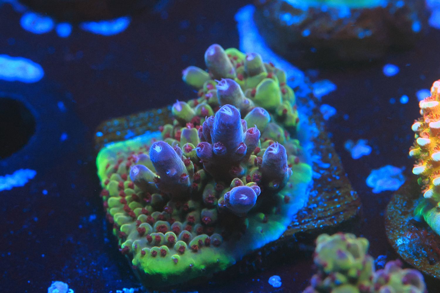 Purple Granulosa w/red polyps