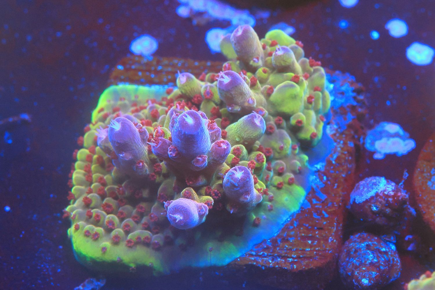 Purple Rainbow Granulosa