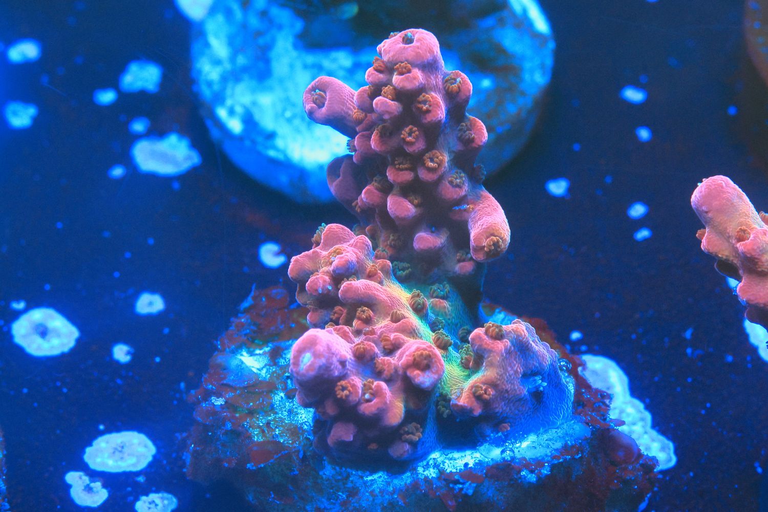 Red Rainbow Acro