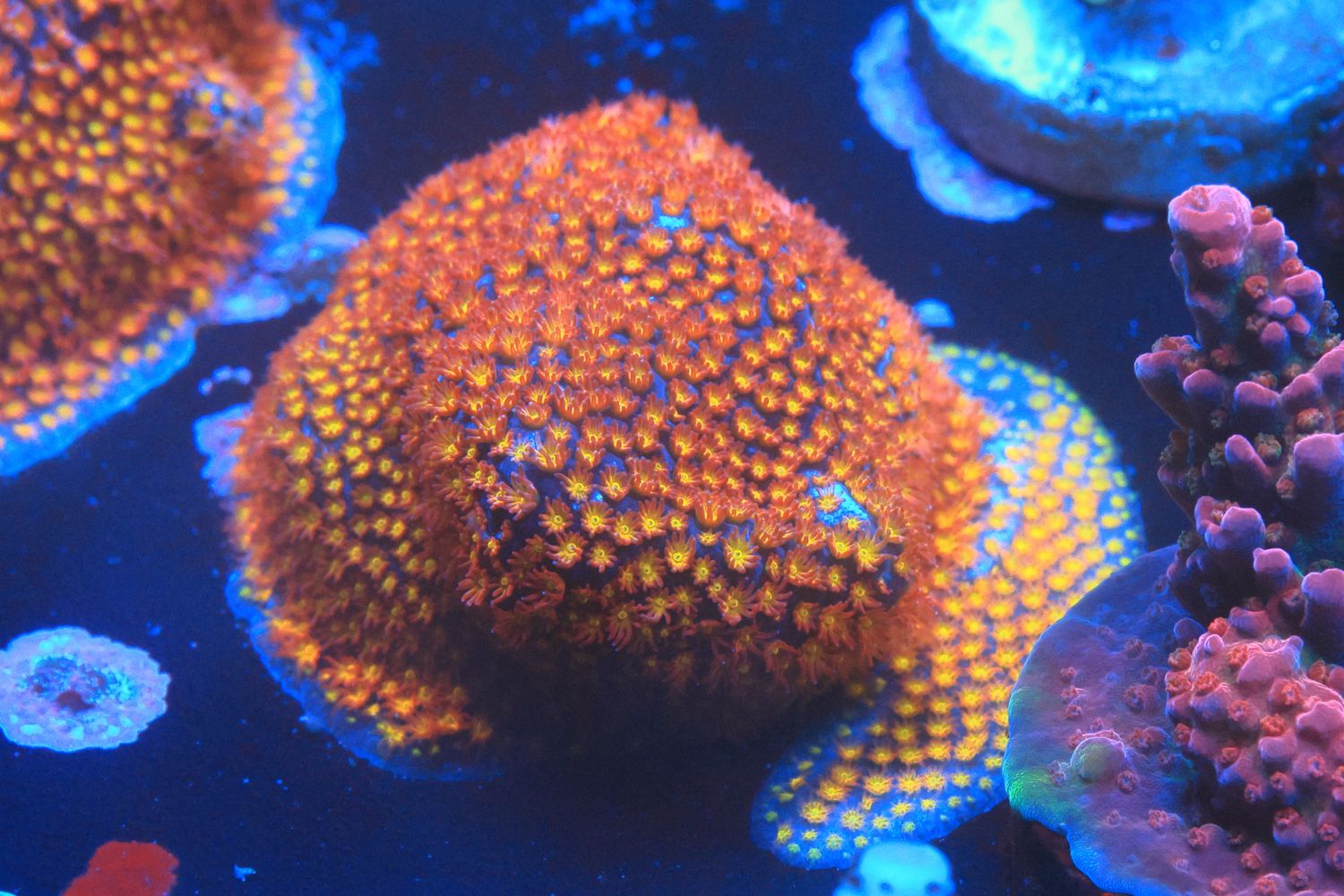 Firestorm Stylocoeniella Medium