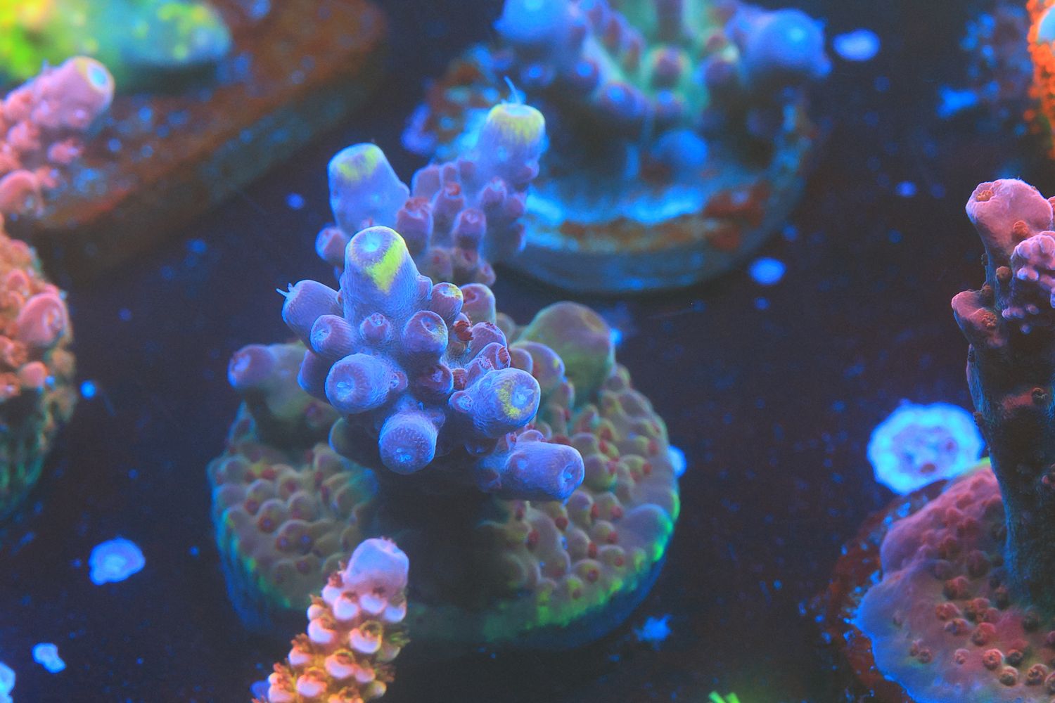 Yellowtip purplestar WYSIWYG