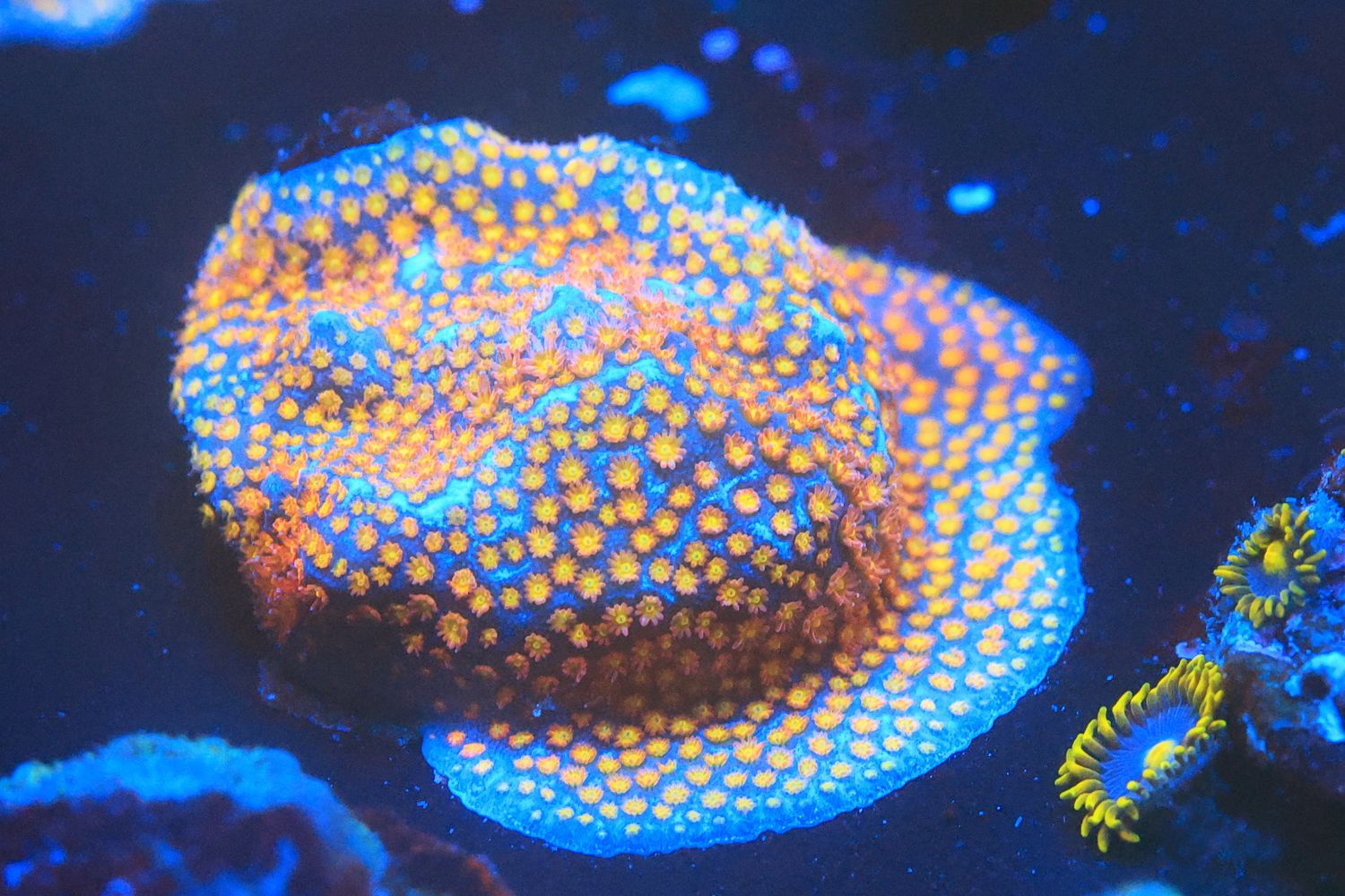 Firestorm Stylocoeniella Medium