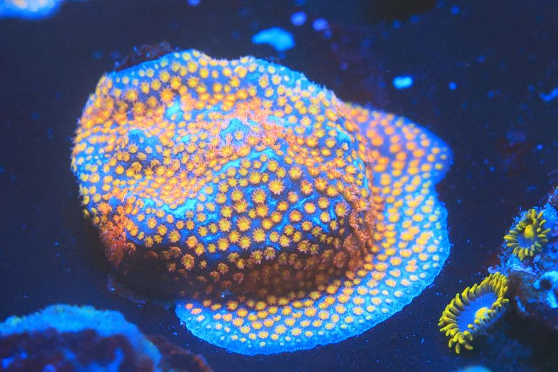 Firestorm Stylocoeniella Medium