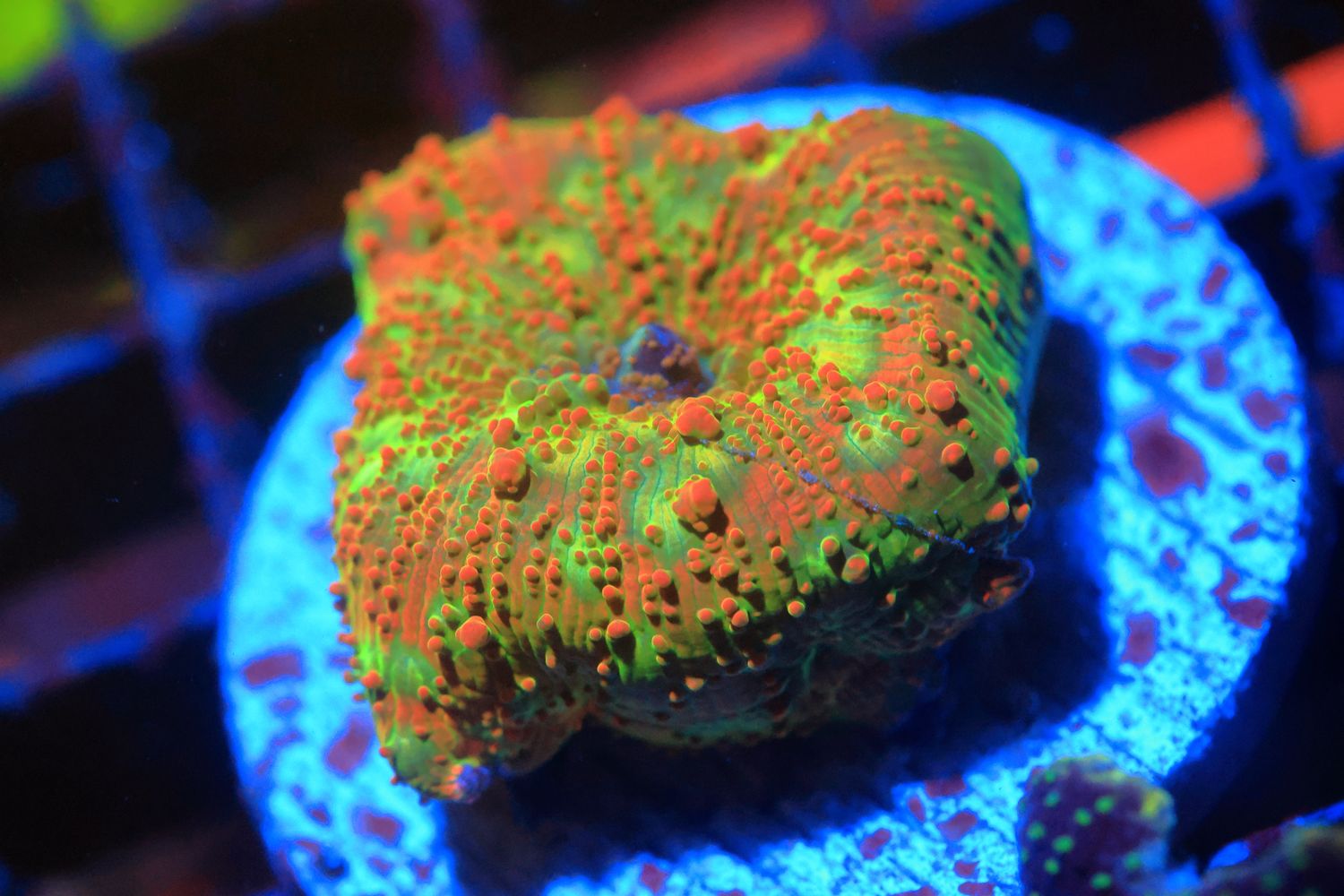Blotchy Poxy Mushroom  WYSIWYG