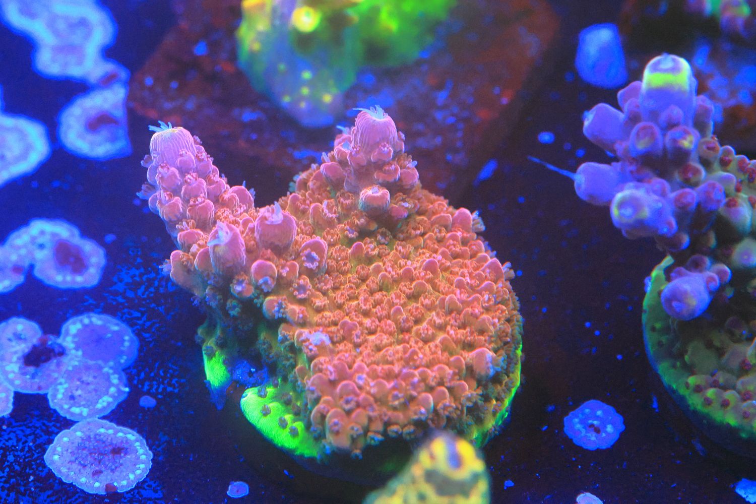 Baphomet Acro WYSIWYG Baphomet Acro WYSIWYG