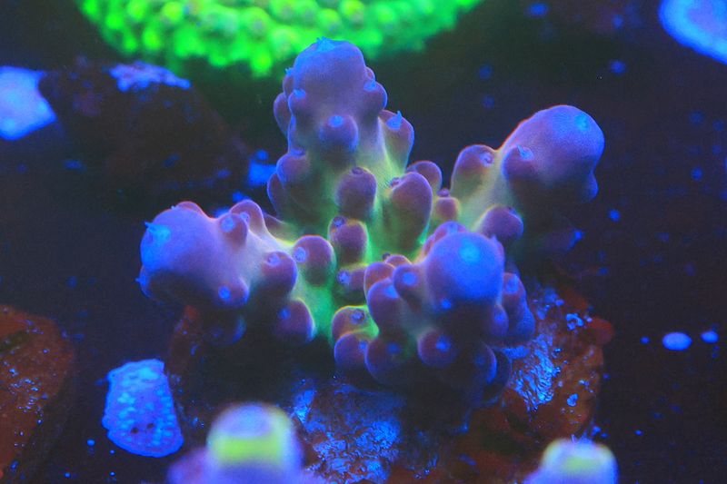 Rainbow Granulosa