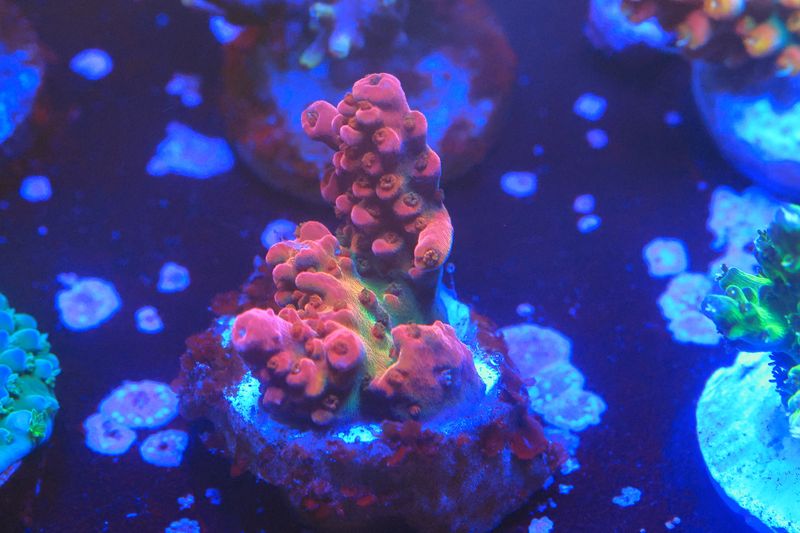 Red Rainbow Acro