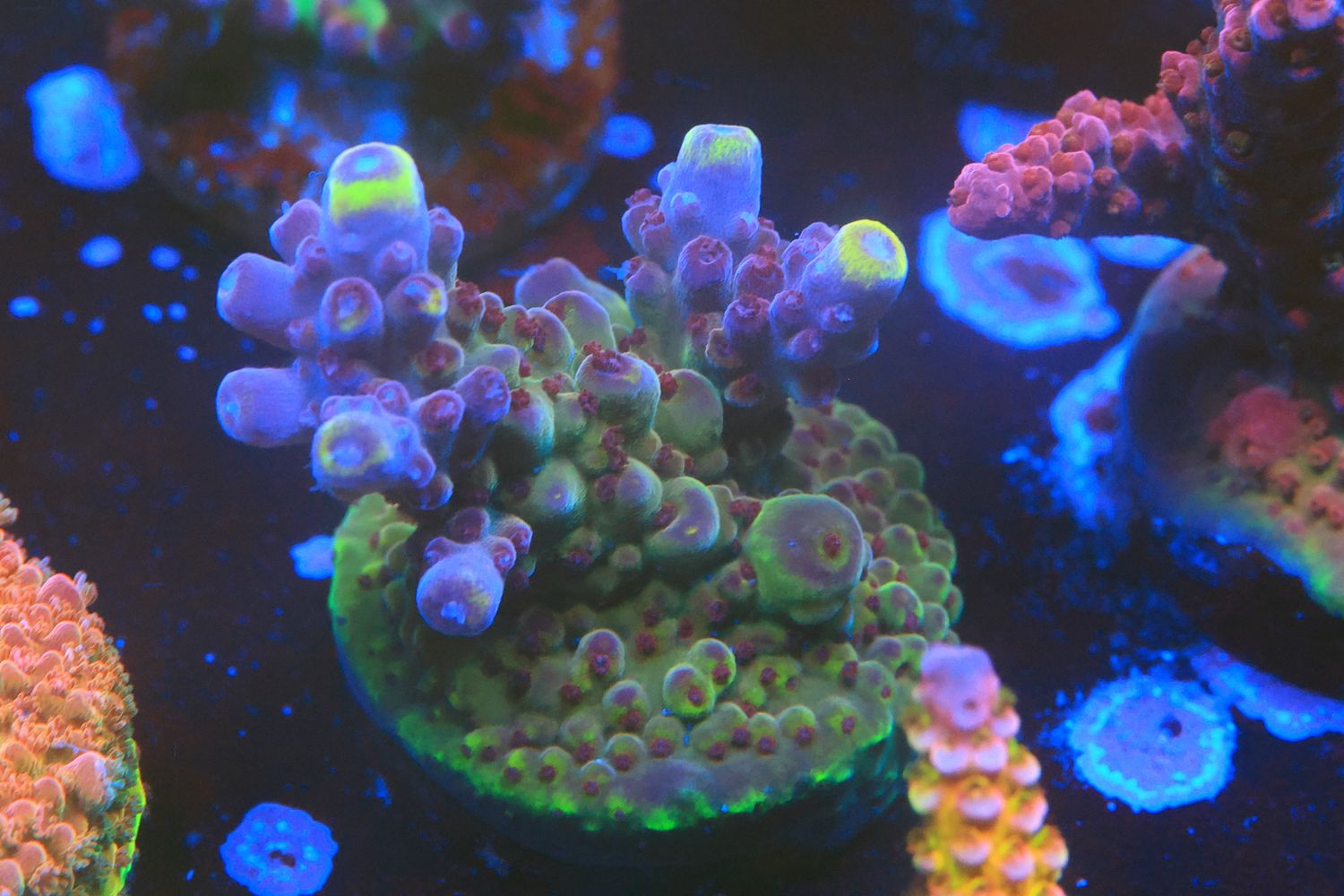 Purple Robot WYSIWYG