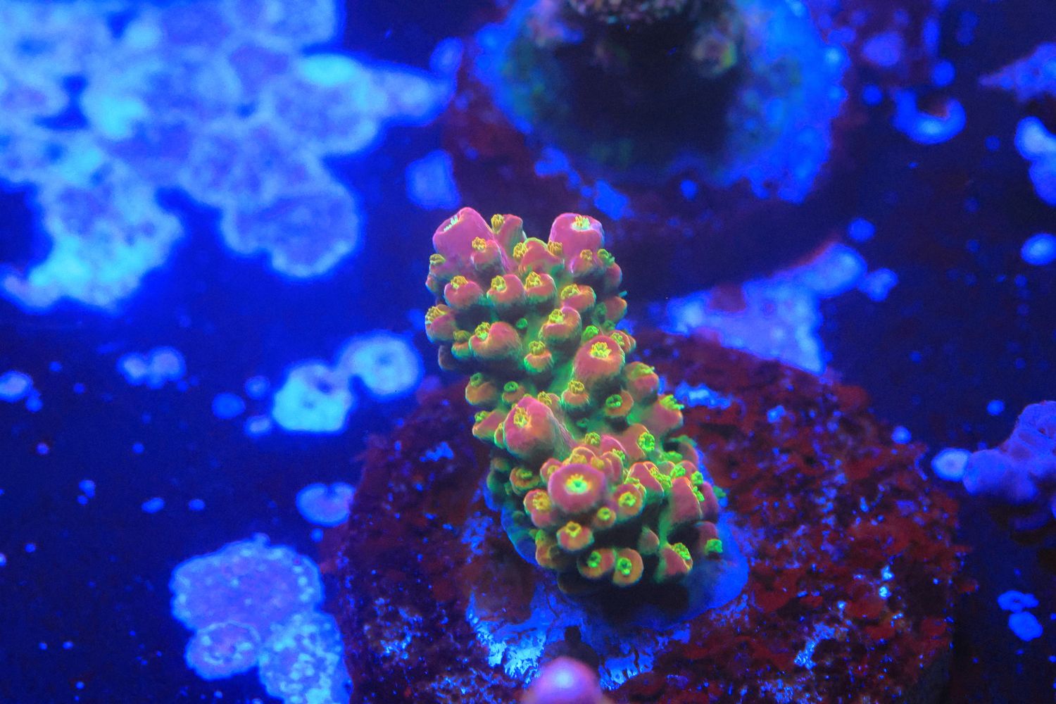 Multicolour Divaricata WYSIWYG