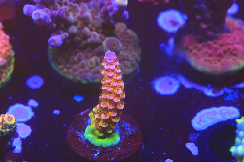 Zoom Acro WYSYWYG