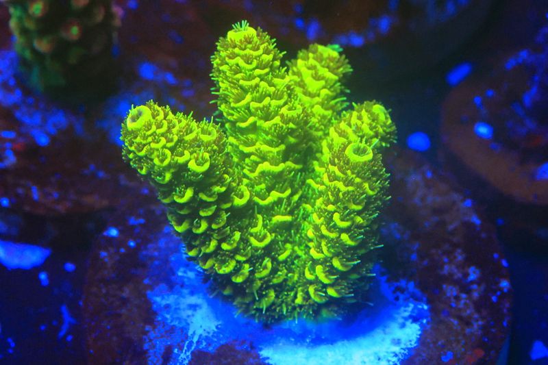 Glowstick Milli - Medium size WYSIWYG