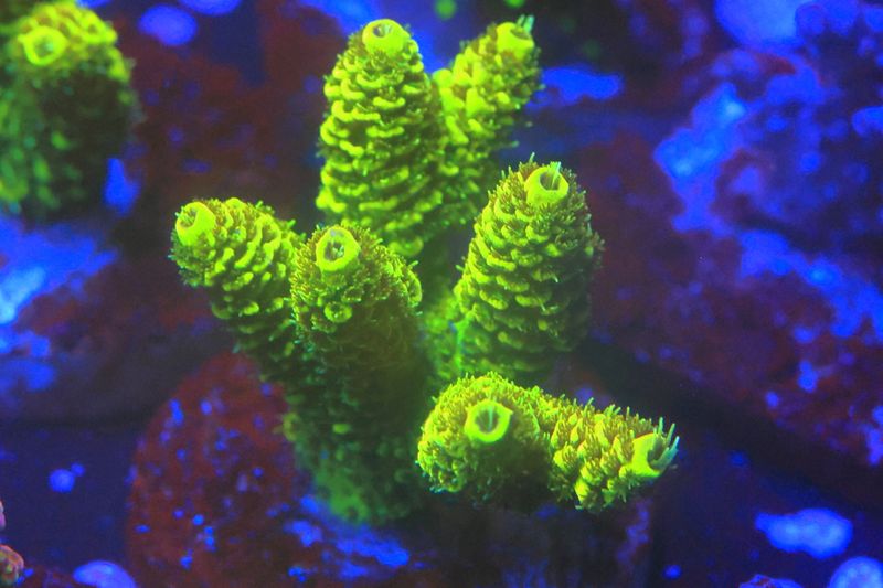 Glowstick Milli - Medium size WYSIWYG