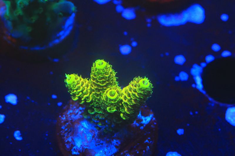 Glowstick Milli - Small size WYSIWYG