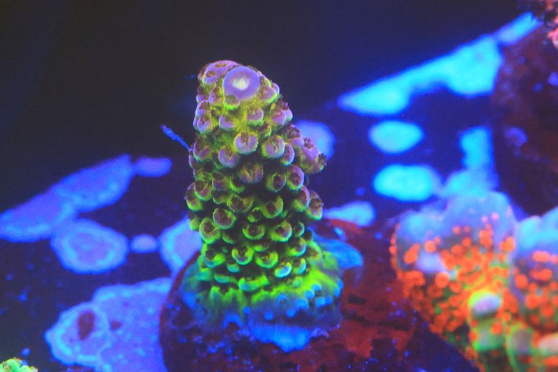 Pink and yellow acro WYSIWYG