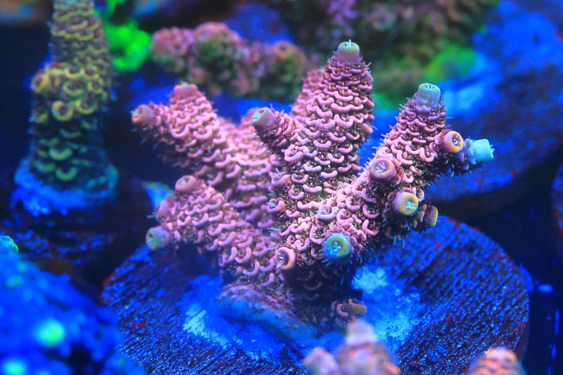 Yellow tip milli. Broodstock on 2 inch disc. WYSIWYG