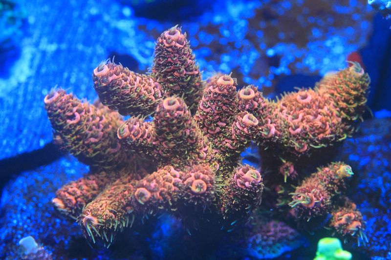 Pink/Orange Milli w/yellow polyp. Broodstock piece on tile. WYSIWYG