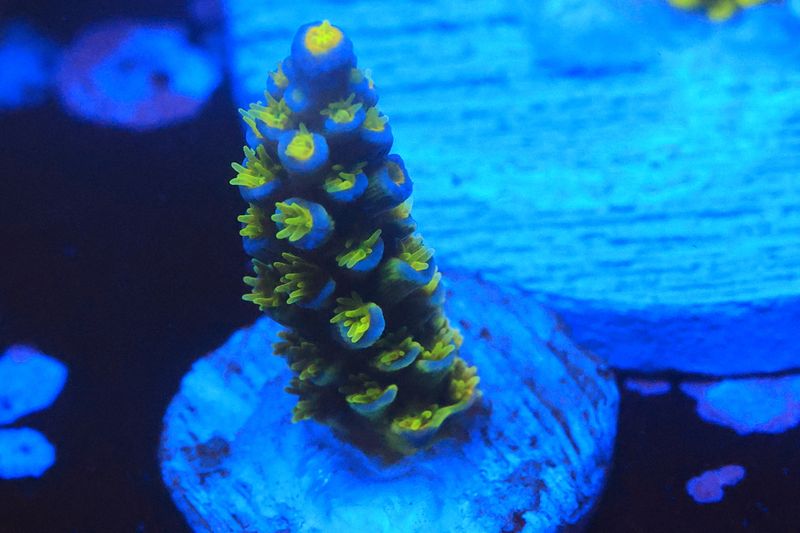Yellow Polyp tenuis  small WYSIWYG