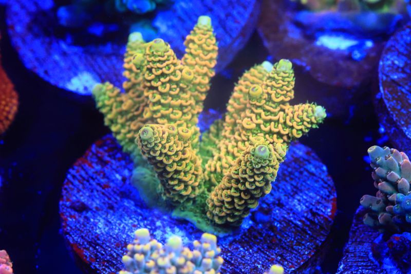 Golden milli w/green polyp. Broodstock piece on 2 inch tile. WYSIWYG
