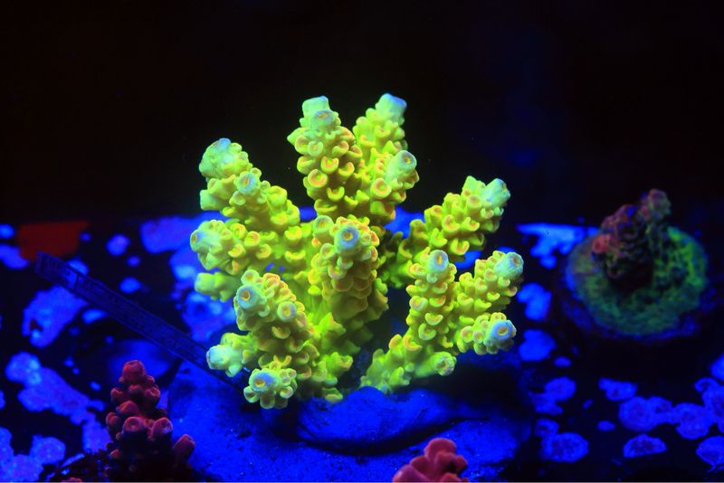 Neon Nigel Tenuis