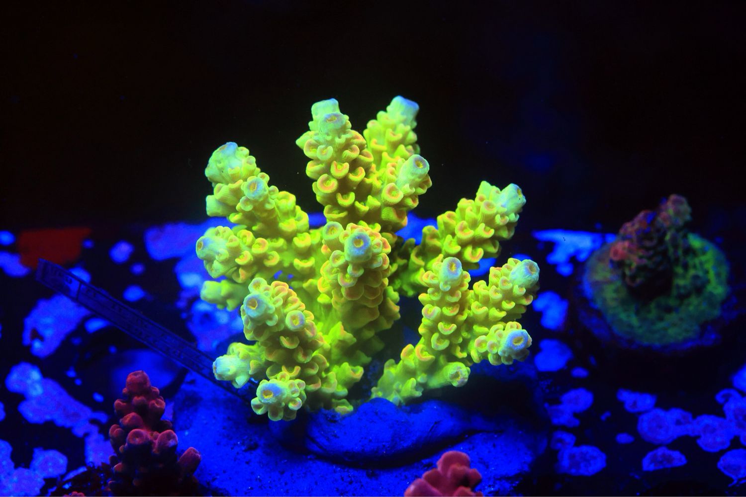 Neon Nigel Tenuis
