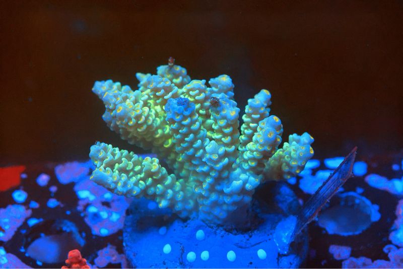 Green Tenuis