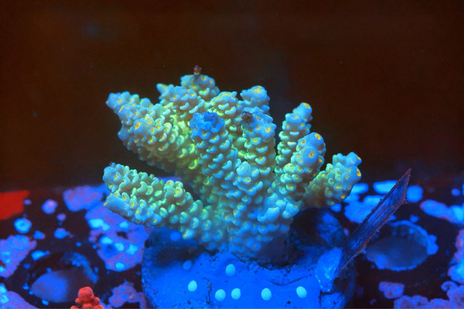 Green Tenuis