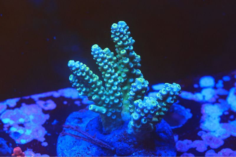 Yellow Tip Acropora Horrida