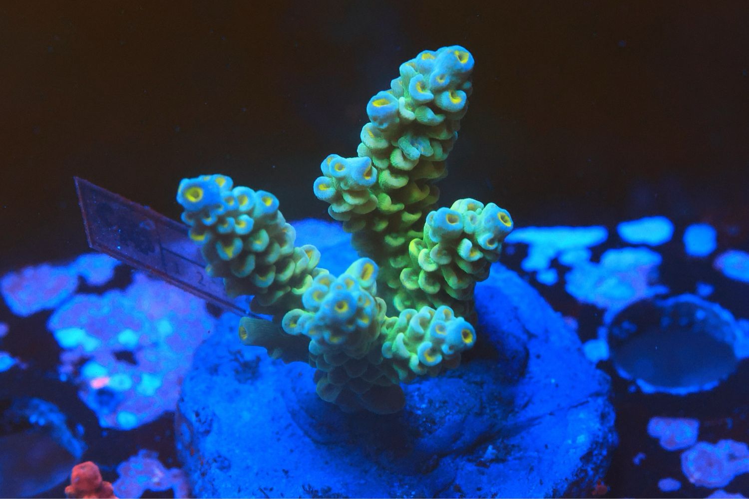 Green Tenuis