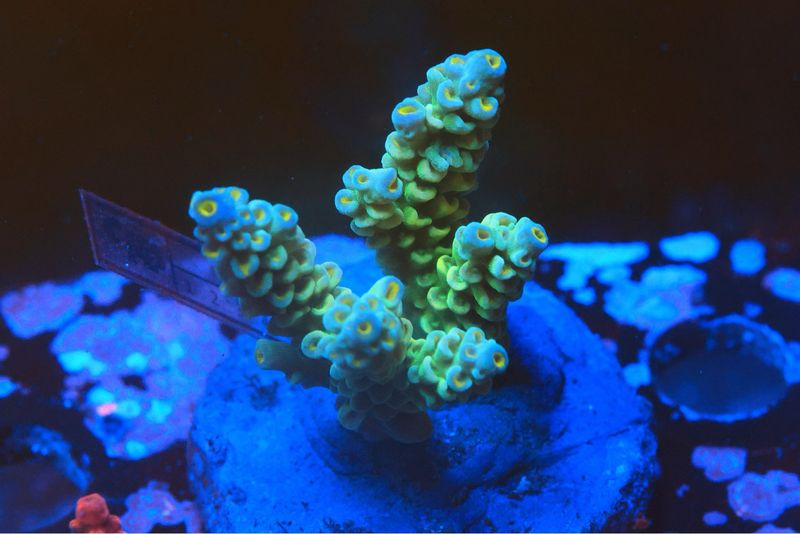 Green Tenuis