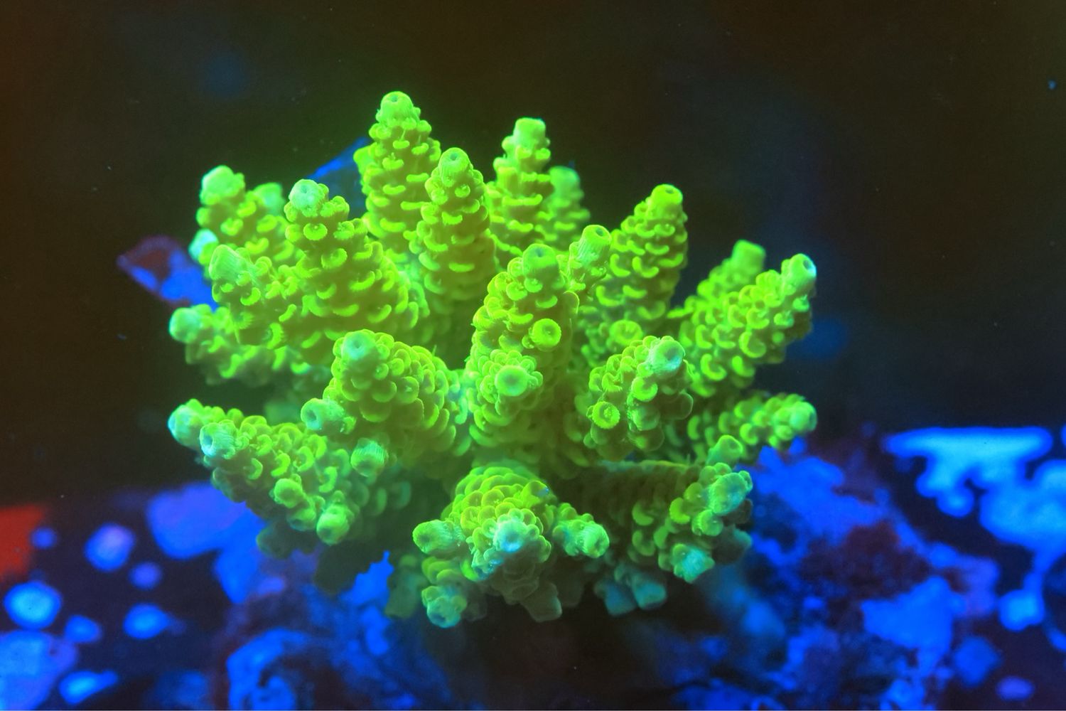 Hi Viz Prostrata