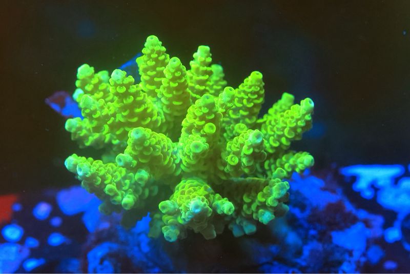 Hi Viz Prostrata