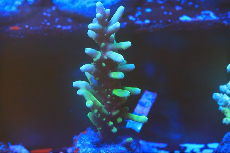 Green Smoothskin Acro