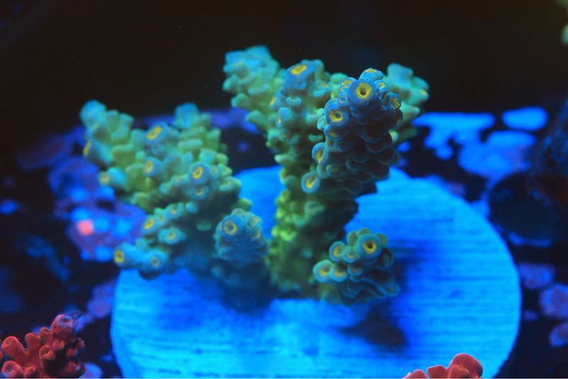 Green Tenuis On Disc