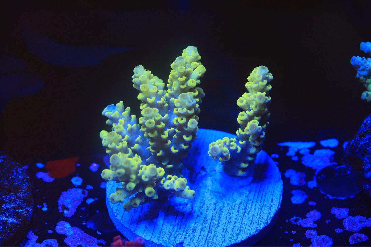 Mellow Yellow Acropora