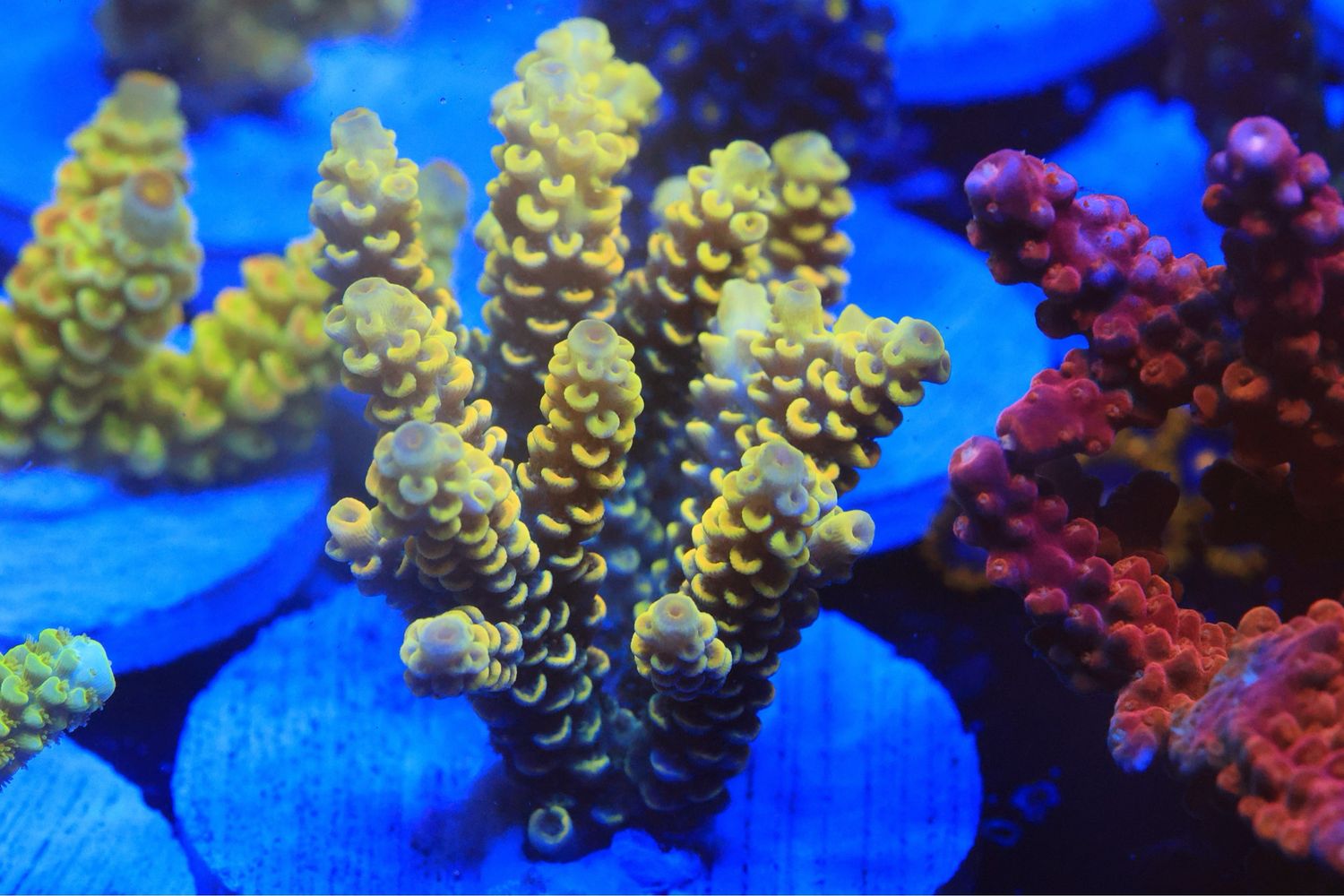 Brightest Yellow Prostrata