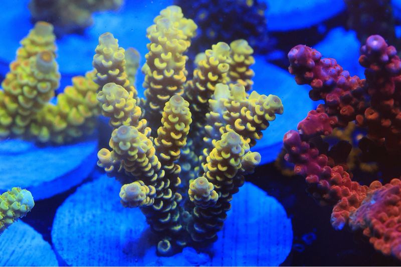 Brightest Yellow Prostrata