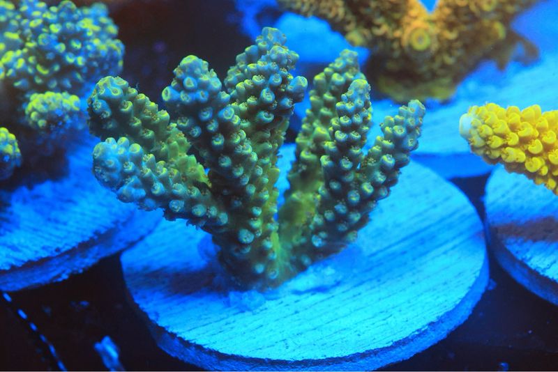 Yellow Tip Horrida