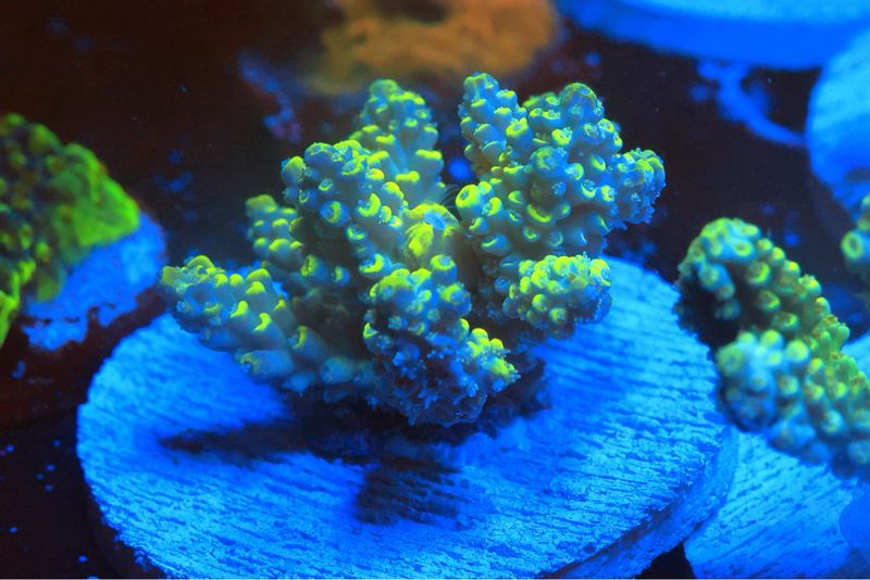 Yellow Tip Horrida