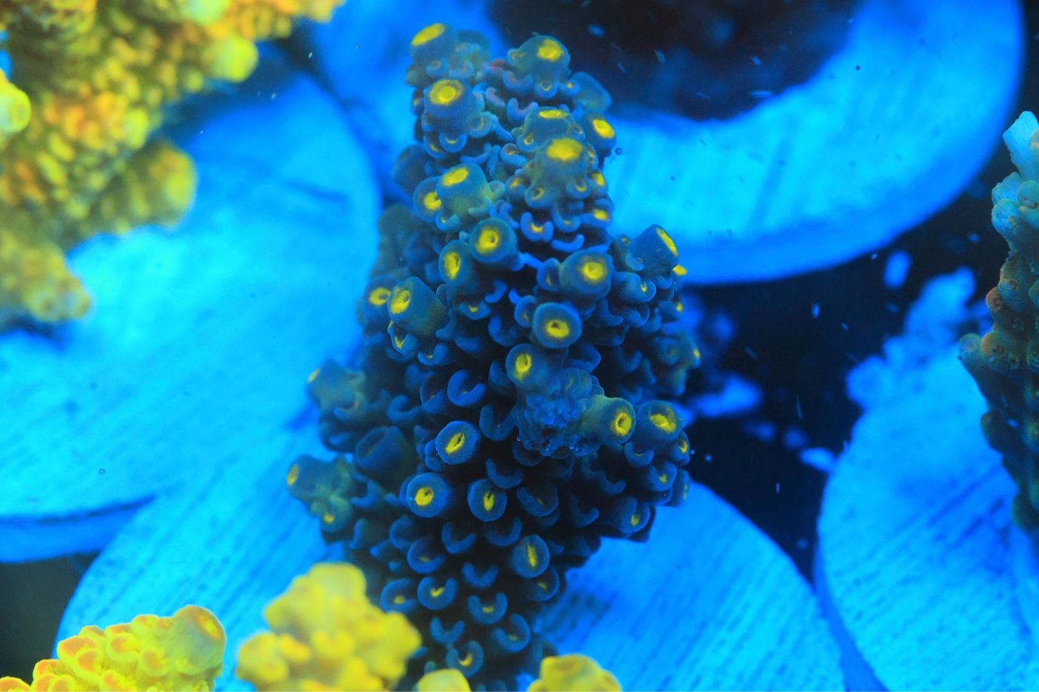 Blue Tenuis ( Will Develop Red Corallites)