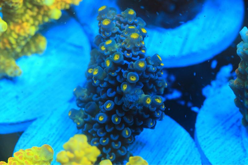 Blue Tenuis ( Will Develop Red Corallites)