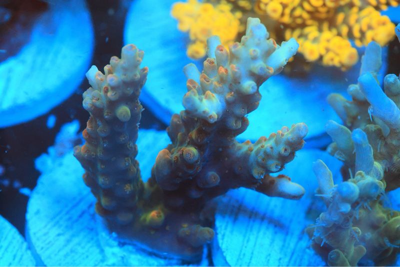 Orangey Latistella